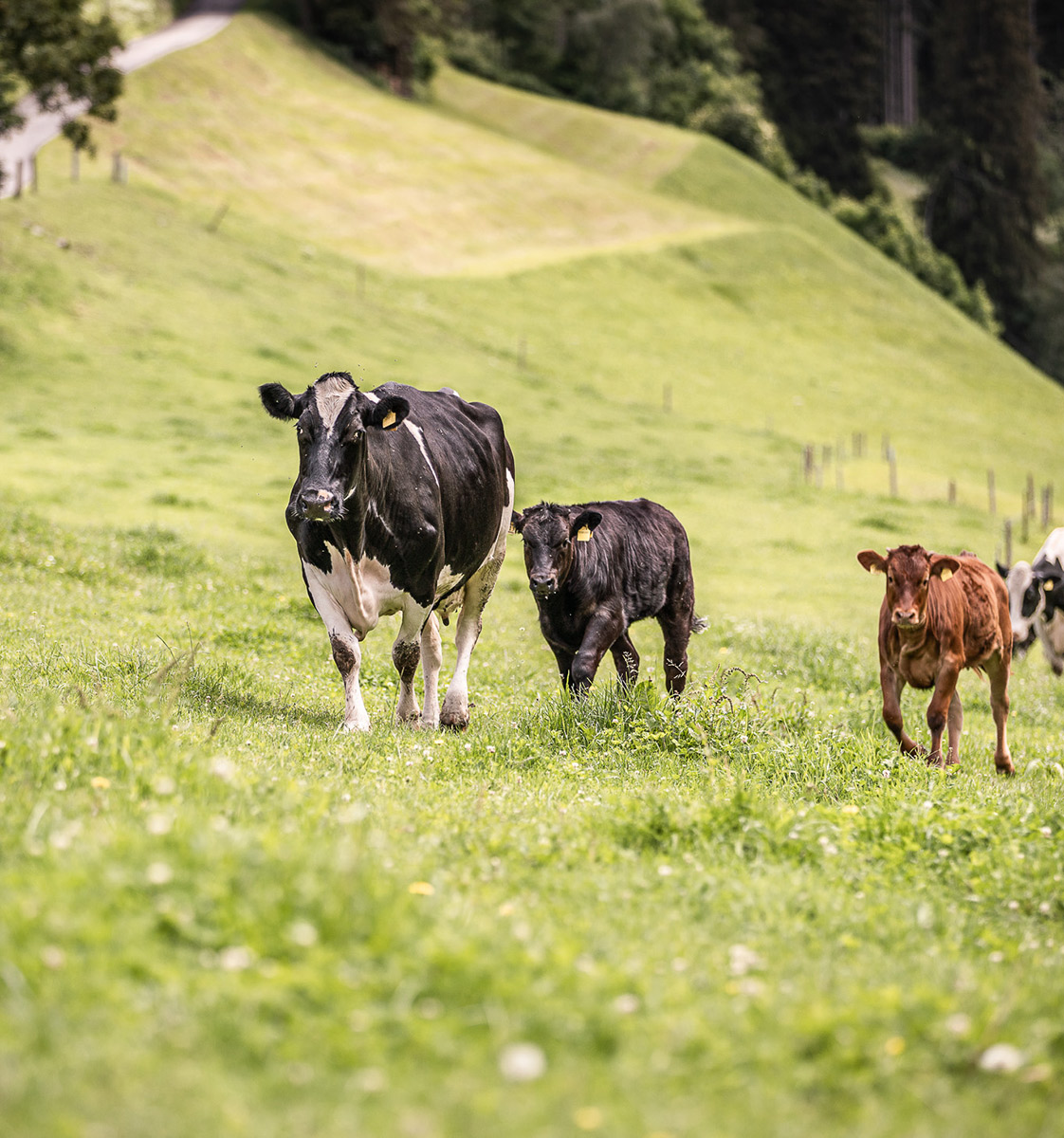 Bovini al pascolo con vitelli