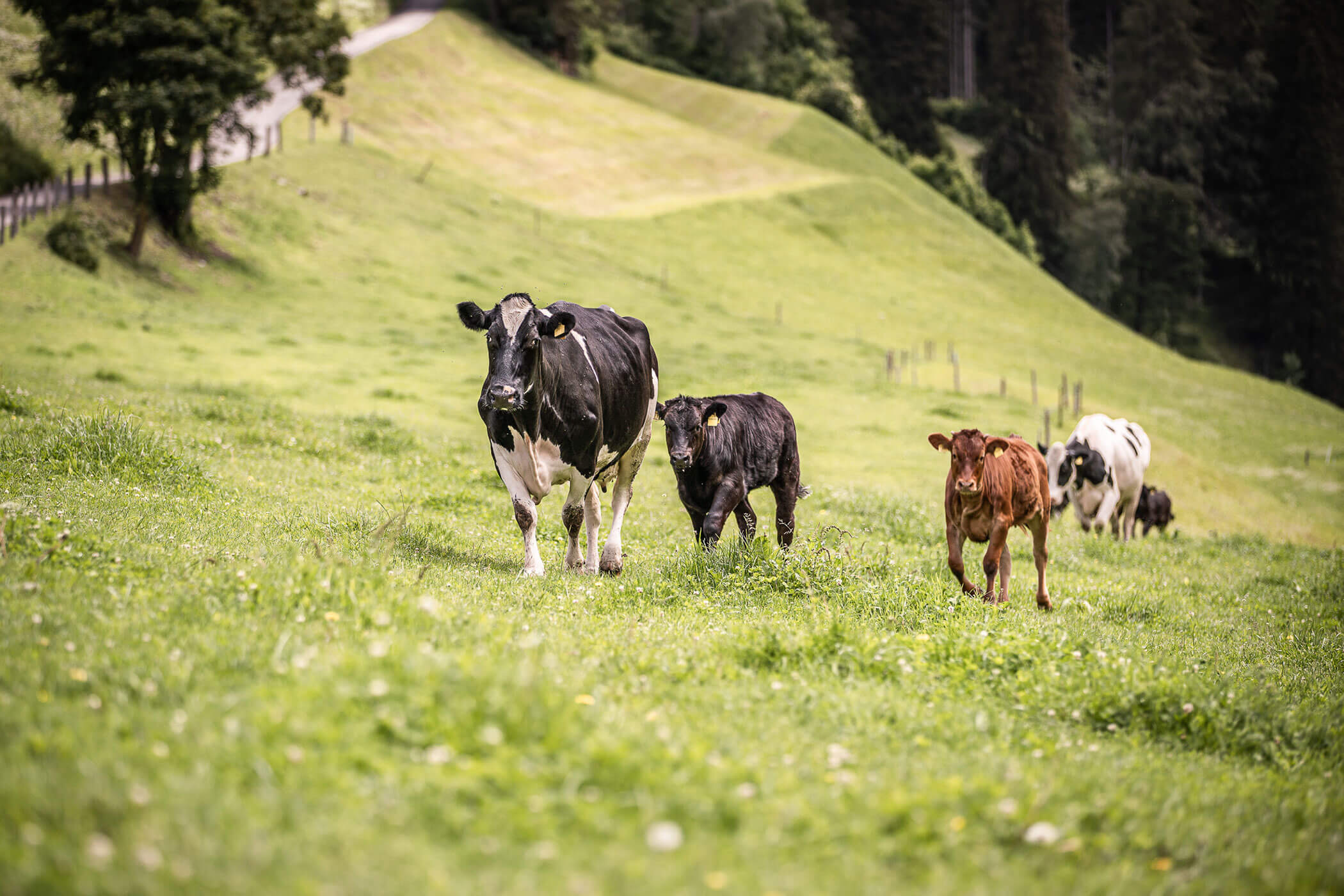 Cows