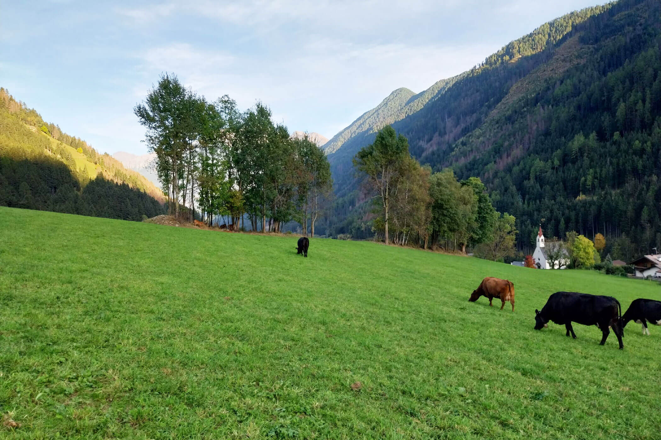 Bio beef - Cows on the pasture